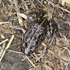 Limnodynastes tasmaniensis at Braidwood, NSW - 28 Sep 2024 01:05 PM