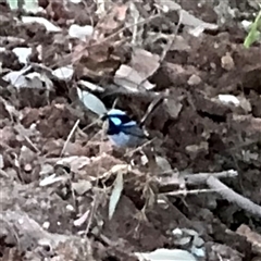 Malurus cyaneus (Superb Fairywren) at Surf Beach, NSW - 30 Sep 2024 by Hejor1