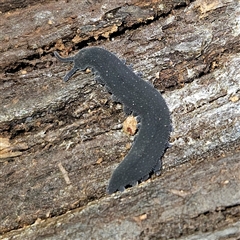 Euperipatoides rowelli (Tallanganda Velvet Worm) at Braidwood, NSW - 28 Sep 2024 by MatthewFrawley