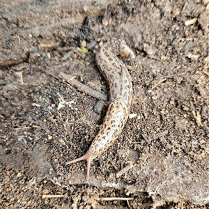 Limax maximus at Braidwood, NSW - 28 Sep 2024 02:53 PM