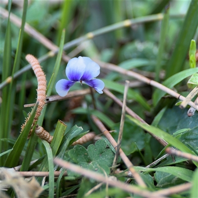 Viola sp. (Violet) at Benandarah, NSW - 30 Sep 2024 by Hejor1