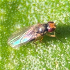 Diptera (order) (Fly - Unidentified) at Denhams Beach, NSW - 30 Sep 2024 by Hejor1