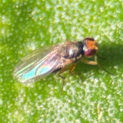 Diptera (order) (Fly - Unidentified) at Denhams Beach, NSW - 30 Sep 2024 by Hejor1