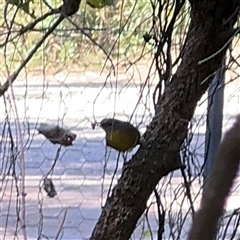 Eopsaltria australis (Eastern Yellow Robin) at Benandarah, NSW - 30 Sep 2024 by Hejor1