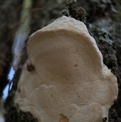 Polypore sp. at Benandarah, NSW - 30 Sep 2024 by Hejor1