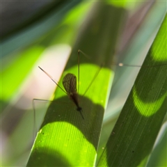 Geranomyia sp. (genus) (A limoniid crane fly) at Lilli Pilli, NSW - 30 Sep 2024 by Hejor1