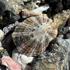 Cellana tramoserica (Commom Limpet) at Benandarah, NSW - 30 Sep 2024 by Hejor1