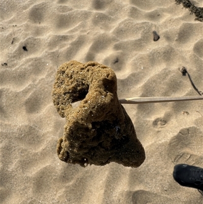 PORIFERA (phylum) (Sponges) at Benandarah, NSW - 30 Sep 2024 by Hejor1