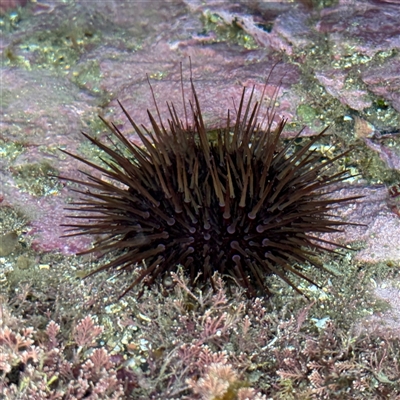 Heliocidaris erythrogramma (Sea Urchin) at Benandarah, NSW - 30 Sep 2024 by Hejor1