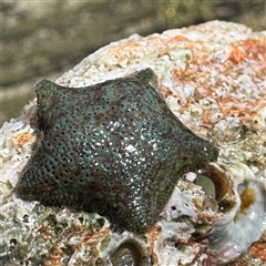 Parvulastra exigua (Rock pool seastar) at Benandarah, NSW - 30 Sep 2024 by Hejor1