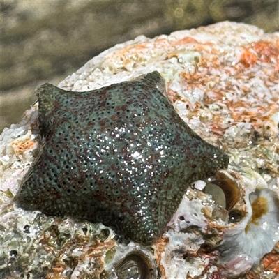 Parvulastra exigua (Rock pool seastar) at Benandarah, NSW - 30 Sep 2024 by Hejor1