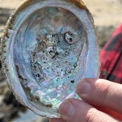 Haliotis rubra rubra (Blacklip Abalone) at Benandarah, NSW - 30 Sep 2024 by Hejor1