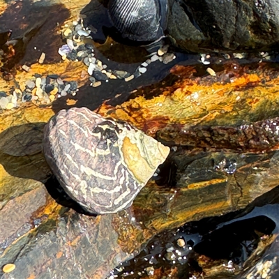 Austrocochlea porcata (Zebra top snail) at Benandarah, NSW - 30 Sep 2024 by Hejor1