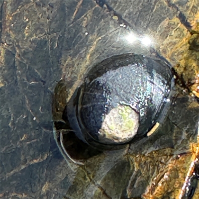 Nerita melanotragus (Black Nerite) at Benandarah, NSW - 30 Sep 2024 by Hejor1