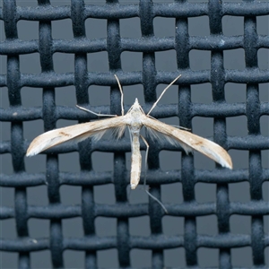 Platyptilia celidotus at Harrison, ACT - 29 Sep 2024 08:48 PM