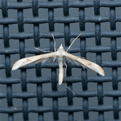 Platyptilia celidotus (Plume Moth) at Harrison, ACT - 29 Sep 2024 by DPRees125