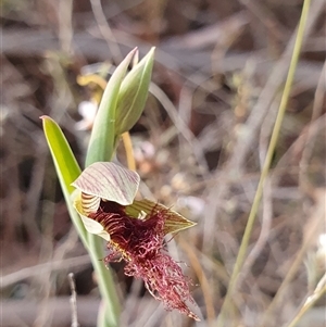 Calochilus platychilus at Yarralumla, ACT - suppressed