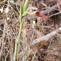 Calochilus platychilus at Yarralumla, ACT - suppressed