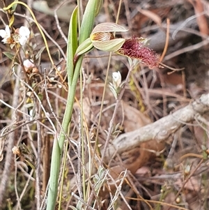 Calochilus platychilus at Yarralumla, ACT - suppressed