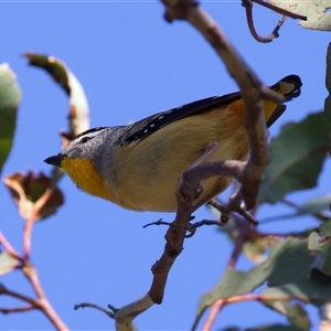 Pardalotus punctatus at Ainslie, ACT - 27 Sep 2024