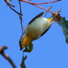 Pardalotus punctatus at Ainslie, ACT - 27 Sep 2024