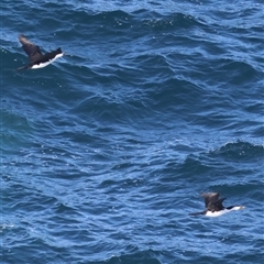 Microcarbo melanoleucos (Little Pied Cormorant) at Guerilla Bay, NSW - 30 Sep 2024 by LisaH