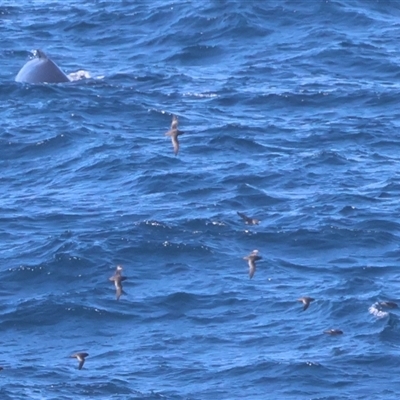 Ardenna tenuirostris (Short-tailed Shearwater, Muttonbird) at Guerilla Bay, NSW - 30 Sep 2024 by LisaH