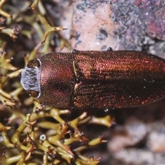 Melobasis propinqua (Propinqua jewel beetle) at Aranda, ACT - 29 Sep 2024 by Harrisi