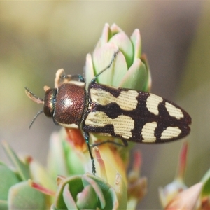 Castiarina decemmaculata at Uriarra Village, ACT - 30 Sep 2024