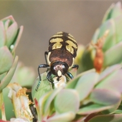 Castiarina decemmaculata at Uriarra Village, ACT - 30 Sep 2024