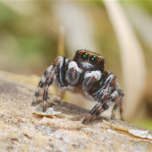 Maratus sp. (genus) at Uriarra Village, ACT - 30 Sep 2024 01:28 PM