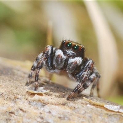 Maratus sp. (genus) (Unidentified Peacock spider) at Uriarra Village, ACT - 30 Sep 2024 by Harrisi