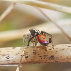 Maratus pavonis (Dunn's peacock spider) at Uriarra Village, ACT - 30 Sep 2024 by Harrisi