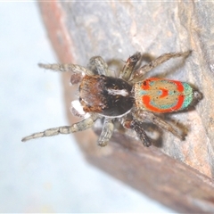 Maratus pavonis at Uriarra Village, ACT - suppressed