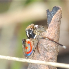 Maratus pavonis at Uriarra Village, ACT - suppressed