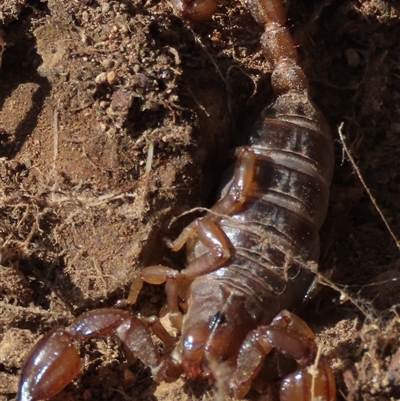 Urodacus manicatus (Black Rock Scorpion) at Hall, ACT - 14 Sep 2024 by AndyRoo