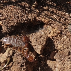 Urodacus manicatus at Hall, ACT - 14 Sep 2024 01:52 PM