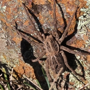 Tasmanicosa sp. (genus) at Hall, ACT - 14 Sep 2024 02:44 PM