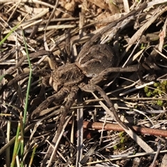 Tasmanicosa sp. (genus) at Hall, ACT - 14 Sep 2024 02:44 PM