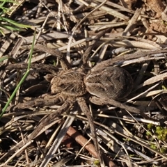 Tasmanicosa sp. (genus) at Hall, ACT - 14 Sep 2024 02:44 PM