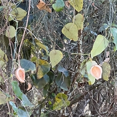 Stephania japonica (Stephania, Tape Vine, Snake Vine) at Benandarah, NSW - 30 Sep 2024 by Hejor1