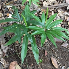 Helminthostachys zeylanica at Manoora, QLD - 1 Oct 2024 by JasonPStewartNMsnc2016