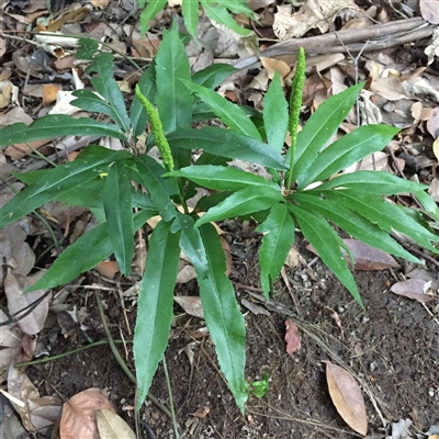 Helminthostachys zeylanica at Manoora, QLD - 1 Oct 2024 by JasonPStewartNMsnc2016