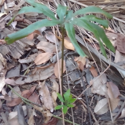 Helminthostachys zeylanica at Manoora, QLD - 1 Oct 2024 by JasonPStewartNMsnc2016