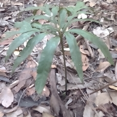 Helminthostachys zeylanica at Manoora, QLD - 1 Oct 2024 by JasonPStewartNMsnc2016