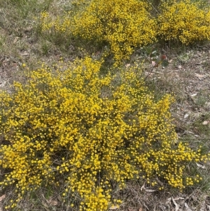 Acacia brownii at Mount Fairy, NSW - 30 Sep 2024 11:57 AM