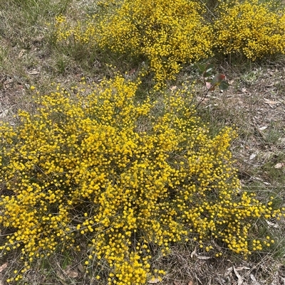 Acacia brownii (Heath Wattle) at Mount Fairy, NSW - 30 Sep 2024 by JaneR