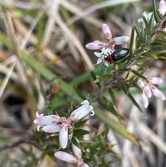 Lissanthe strigosa subsp. subulata (Peach Heath) at Mount Fairy, NSW - 30 Sep 2024 by JaneR