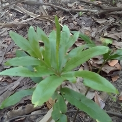 Helminthostachys zeylanica at Manoora, QLD - suppressed
