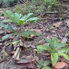 Helminthostachys zeylanica at Manoora, QLD - suppressed